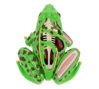 SUPVOX Detachable Frog Anatomy Model for Educational Biology Class Interactive Dissection Kit Tool for Students and Teachers