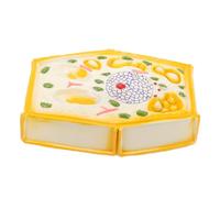 SUPVOX Plant Cell Model Anatomical Educational Biology Teaching Tool for School Use Realistic Reusable Structure for Anatomy Demonstration