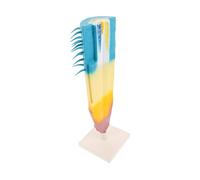 SUPVOX Root Profile Model Corn Plant Root Structure Educational Biology Teaching Instrument Longitudinal Section Display for Students and Teachers Biology Labs Science Experiments