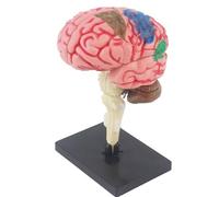SUQ Science Can Human Body Model for Kids, Human Brain Anatomy Model, Removable Human Body Science Kit for Kids Boys Girls Age 6+, Brain