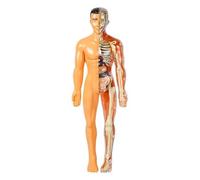 SUQ Science Can Human Body Model for Kids, Human Torso Anatomy Model, Removable Human Body Science Kit for Kids Boys Girls Age 6+, Skeleton