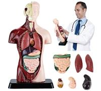 SUQ Science Can Human Body Model for Kids, Human Torso Anatomy Model, Removable Human Body Science Kit for Kids Boys Girls Age 6+, Body Half