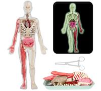 SUQ Science Can Human Body Model for Kids, Human Torso Anatomy Model, Removable Human Body Science Kit for Kids Boys Girls Age 6+, Noctilucent DIY