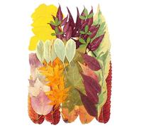 Surakey 50 Pcs Dried Pressed Leaves Flowers Real Natural Dried Leaves Plant Kit Assorted Dried Greenery for Bookmarks Scrapbooking Resin Art Candle Soap Making Autumn Colors, Style 4