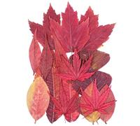 Surakey Dried Pressed Leaf Leaves, Real Nature Plant Herbarium Set for DIY Jewelry Candle Scrapbook Art Craft Floral Decors,Autumn Style Natural Red Leaf Dried Red Leaves Set, Style 3