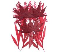 Surakey Dried Pressed Leaf Leaves, Real Nature Plant Herbarium Set for DIY Jewelry Candle Scrapbook Art Craft Floral Decors,Autumn Style Natural Red Leaf Dried Red Leaves Set, Style 5