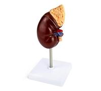 Surluoen PVC Kidney Model 2 Parts Showing Internal Structure A Kidney Human Anatomy Replica for Doctors Educational Tool