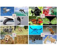 Surprise Pack of 20 Flip Cards/Interchangeable Postcards: Lenticular Postcards with Animal and Nature Motifs - Ideal for Collectors, School or Postcrossing