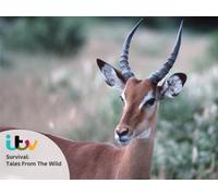 Survival: Tales From The Wild - Season 1