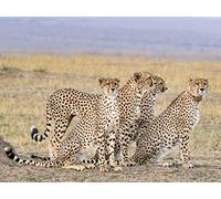 Survivors Of The Savanna