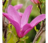 Susan Outdoor Shrub Plant Magnolia Flowering Tree Bush2L Pot 30cm - 40cm Plant Theory Green One Size