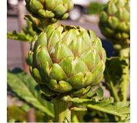 Suttons Artichoke Green Globe 2 Litre Pot x 1