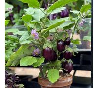 Suttons Aubergine Baby Black Jack 2 Litre Pot x 1