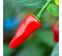 Suttons Chilli Pepper Apache 2 Litre Pot x 1