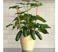 Suttons Cucumber Quick Snack 9cm Pot x 3