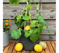 Suttons Melon Honey Drops 9cm Pot x 3