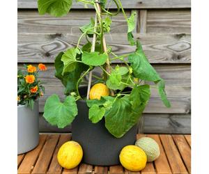 Suttons Melon Honey Drops 9cm Pot x 3