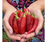 Suttons Pepper (Chilli) (Patio) Sizzler 9cm Pot