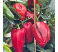 Suttons Pepper (Sweet) Virtue 2 Litre Pot x1