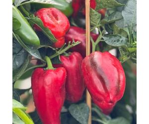 Suttons Pepper (Sweet) Virtue 2 Litre Pot x1