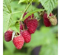 Suttons Raspberry Autumn Bliss 6 Canes