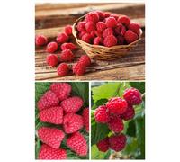 Suttons Raspberry Full Season Collection 9 Canes