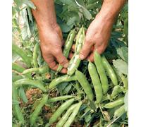 Suttons Seeds Bean (Broad) The Sutton 1 Seed Packet