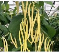 Suttons Seeds Bean Climbing French Sunshine 1 Seed Packet
