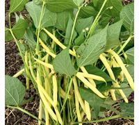 Suttons Seeds Bean Dwarf French Dior 1 Seed Packet