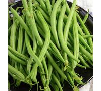 Suttons Seeds Bean (Dwarf French) Safari 1 Packet