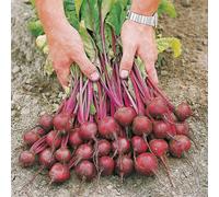 Suttons Seeds Beetroot Action F1 1 X Seed Packet