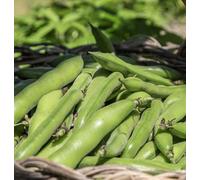 Suttons Seeds Broad Bean Express 1 Seed Packet
