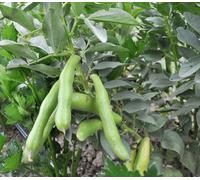 Suttons Seeds Broad Bean Vicia Faba Vroma 1 Packet
