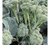 Suttons Seeds Broccoli Tenderette F1 1 Packet