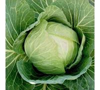 Suttons Seeds Cabbage Cabbice F1 1 Seed Packet Grow Your Own Veg
