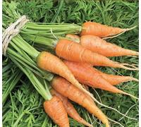 Suttons Seeds Carrot Burpees Short N Sweet 1 Packet