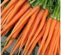 Suttons Seeds Carrot Daucus Carota Excalibur F1 1 X Seed Packet