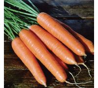 Suttons Seeds Carrot F1 Eskimo 1 Seed Packet Grow Your Own Veg