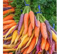 Suttons Seeds Carrot Rainbow Mix 1 X Seed Packet