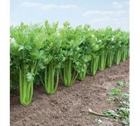 Suttons Seeds Celery Tango F1 Hybrid 1 Packet