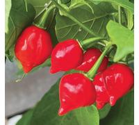 Suttons Seeds Chilli Pepper Raging Bull 1 Packet