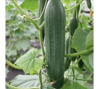Suttons Seeds Cucumber Cucumis Sativus Emilie F1 1 Packet