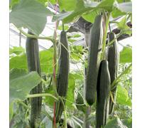 Suttons Seeds Cucumber Vista F1 Seed Packet