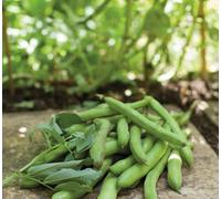 Suttons Seeds Dobies Broad Bean Aquadulce Claudia 1 Packet Seeds