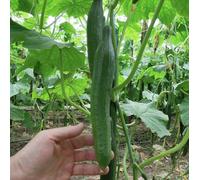 Suttons Seeds Dobies Cucumber Vista F1 Seed Packet