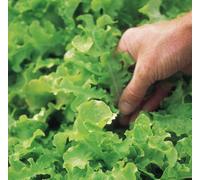 Suttons Seeds Dobies Lettuce Salad Bowl 1 Seed Packet