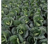 Suttons Seeds Dobies Seeds Cabbage (Spring Greens) Verve F1 1 Packet