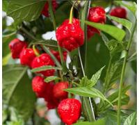 Suttons Seeds Dobies Seeds Pepper (Chilli) Ragamuffin F1 Seed Packet
