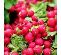 Suttons Seeds Dobies Seeds Radish Cherry Belle 1 Packet