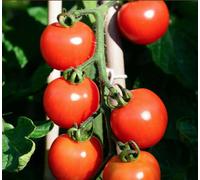 Suttons Seeds Dobies Seeds Tomato Alicante 1 Packet